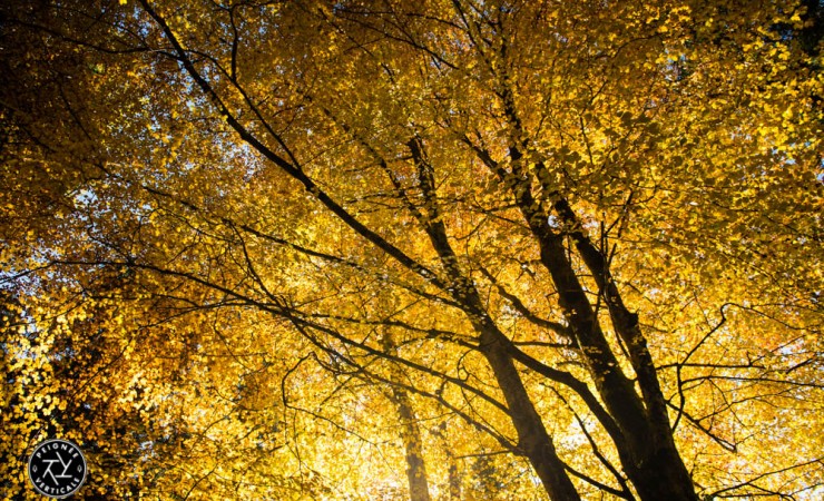 Un automne 2015 exceptionnel !
