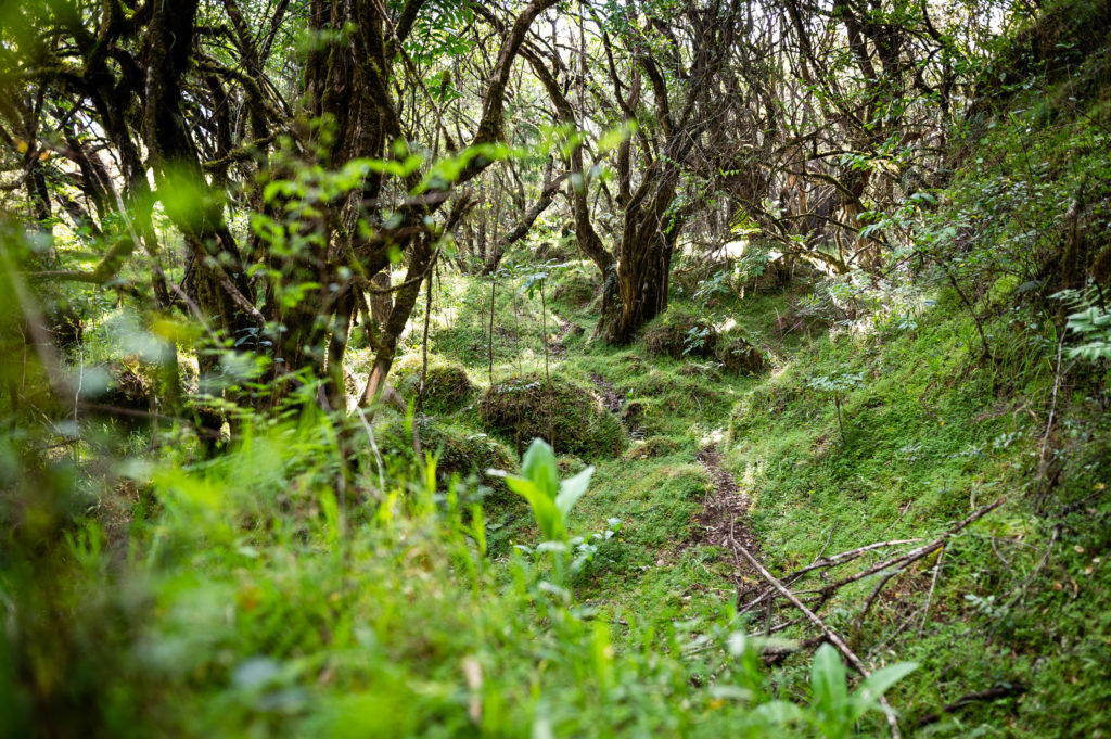 Jungle Tanzanie