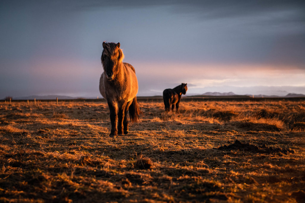chevaux sauvages islandais