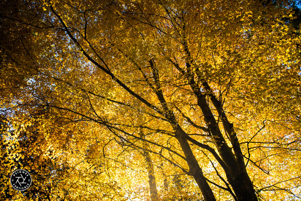Peignee-Verticale-Couleurs-automne-2015-9790