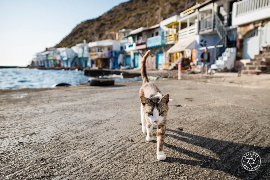 Le gardien de Klima ! Les chats (errants) sont un sujet de photo intarissable en Grèce.
