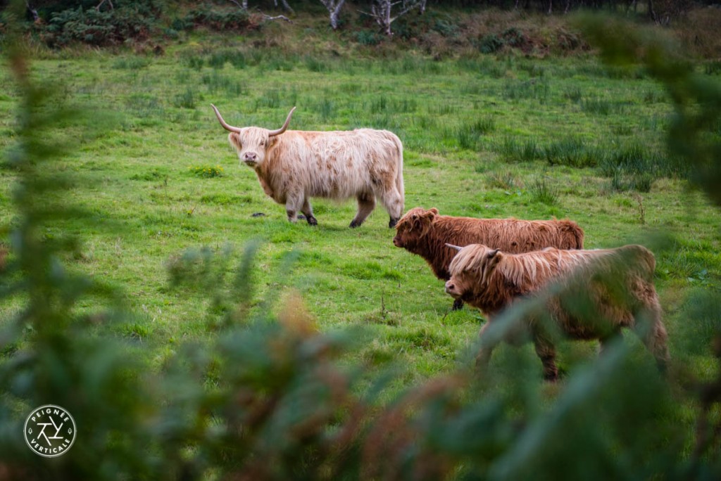 Highland cow - vache des Highlands peignee-verticale-highlands-ecosse-1221