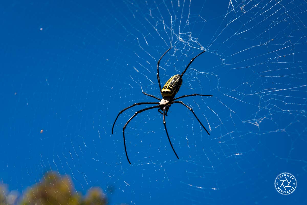 Araignée de la taille d'une petite main Birmanie-Photos-Voyage-Best-of-5084