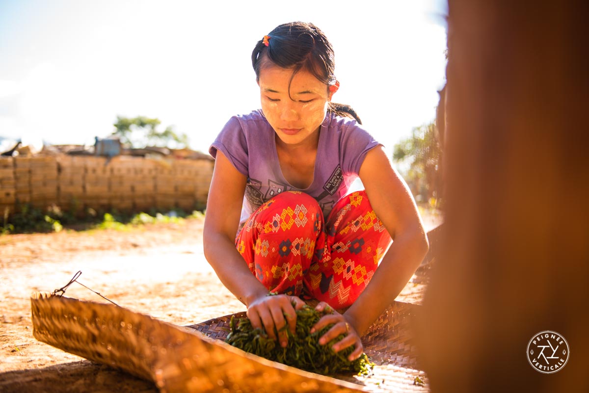 Culture birmane : les feuilles de thé