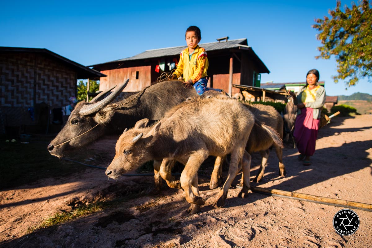 Buffle utilisé pour l'agriculture - Birmanie Birmanie-Trek-Kalaw-Lac-Inle-4760