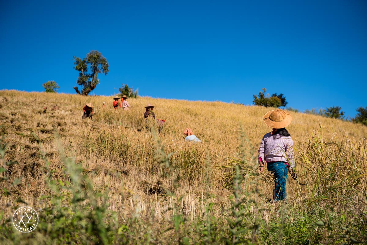 Plantation de riz de montagne Birmanie La culture du riz
