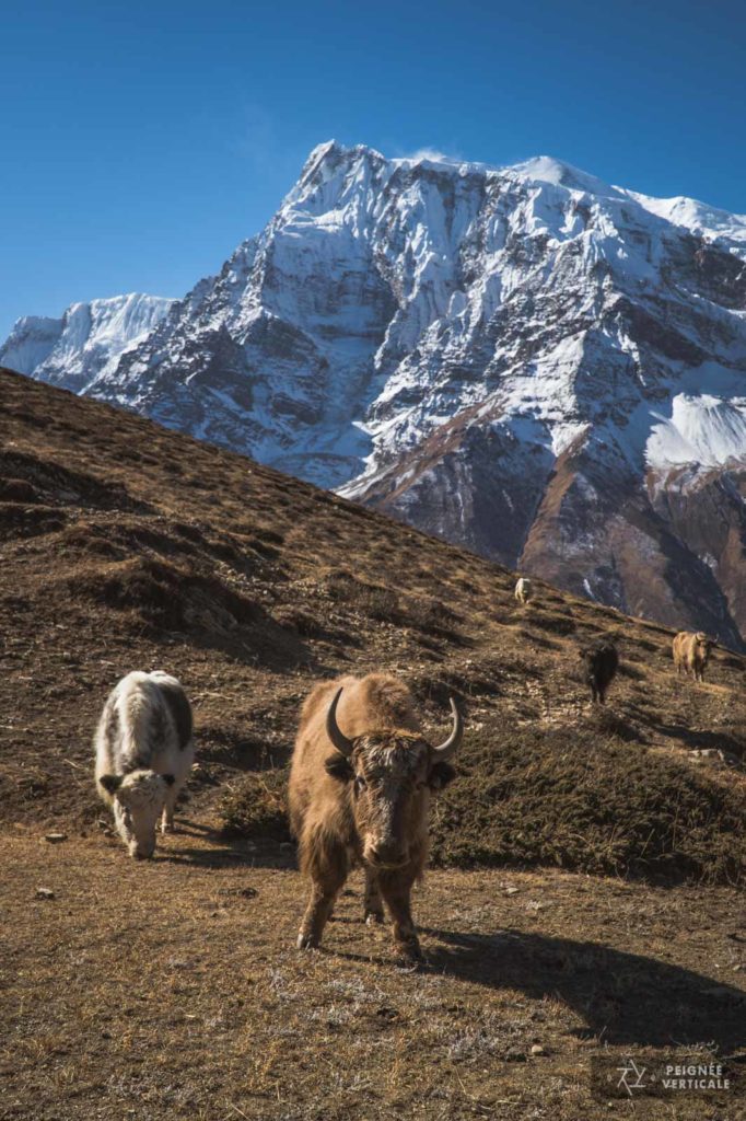 Annapurnas, Népal, Nepal, Trek