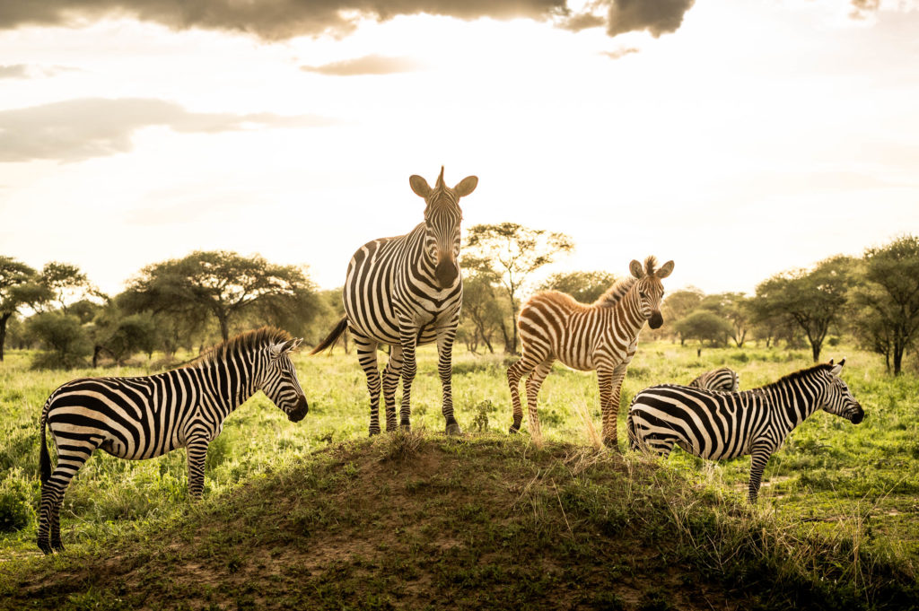Conseils-Photo-Safari_©_Peignee-Verticale-2400