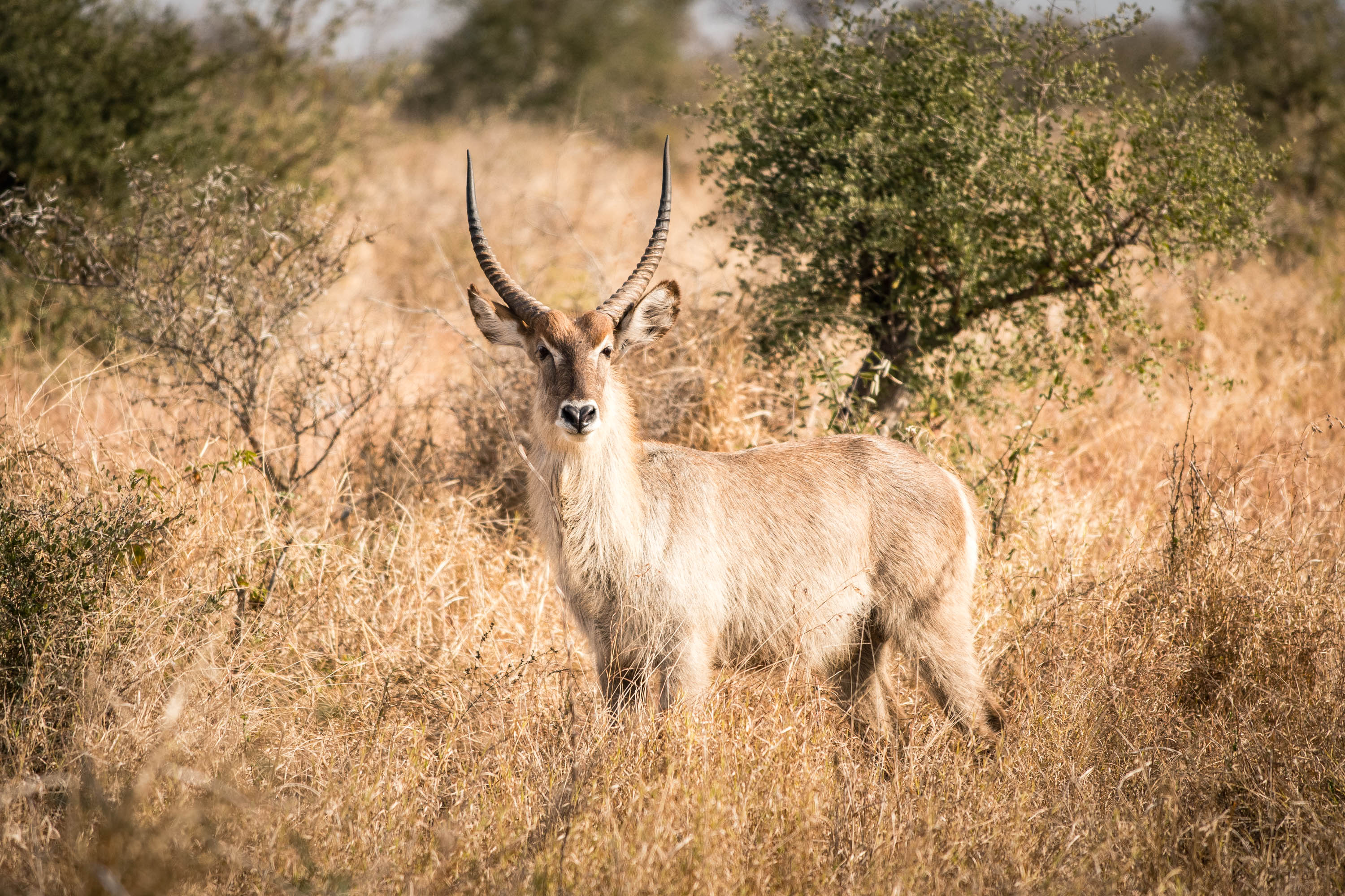 TOP 10 de nos conseils pour réussir vos photos de safari animalier