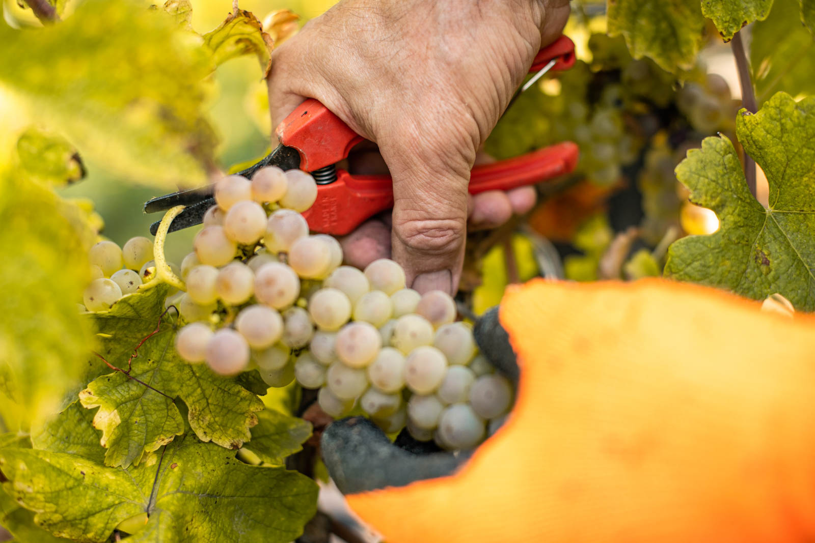 Vendanges au Domaine Ludovic Archer