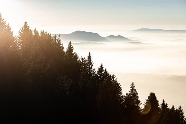 Sapins se noyant dans les brumes d'octobre, Semnoz, France. Format paysage.