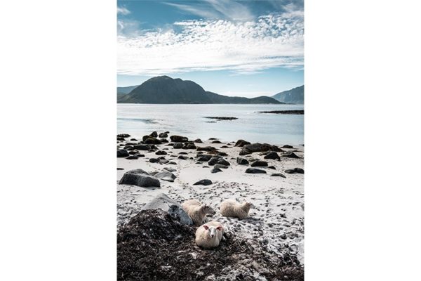 Moutons sur une plage au délà du cercle polaire dans les Îles Lofoten, Norvège. Format portrait.