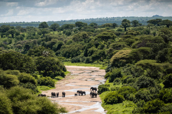 Famille d'éléphants traversant une rivière dans le Parc de Tarangire, Tanzanie. Format paysage.