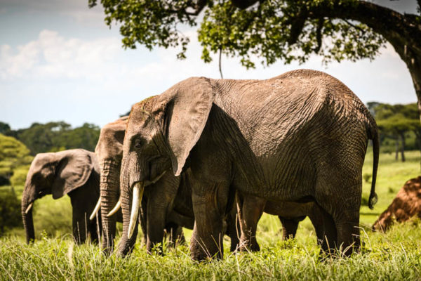 Famille d'éléphants en train de se nourrir dans le parc du Tarangire, Tanzanie. Format paysage.