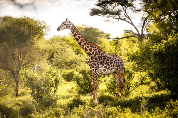 Girafe au coeur de la savane dans le parc de Tarangire, Tanzanie. Format paysage.