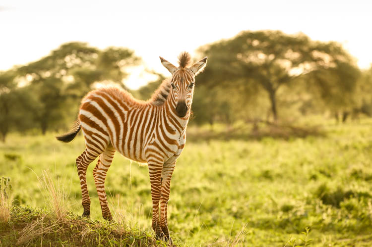 Un petit zèbre effectue ses premiers pas dans le parc de Tarangire, Tanzanie. Format paysage.