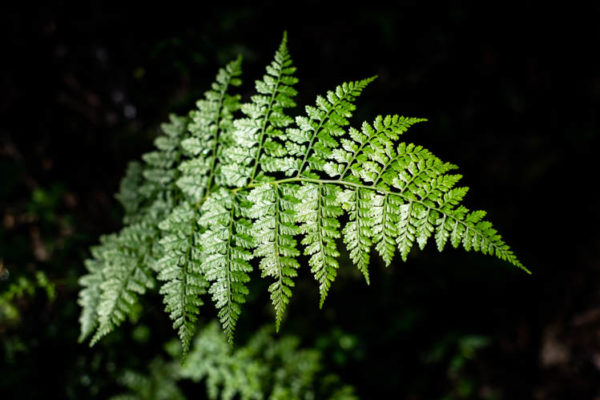 Plant de fougère dans la forêt vierge du Kilimanjaro, Tanzanie. Format paysage.