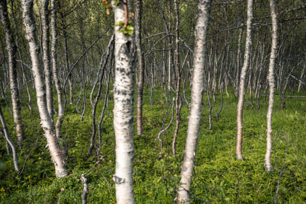 Forêt vierge dans la campagne de Tromso, Norvège. Format paysage.