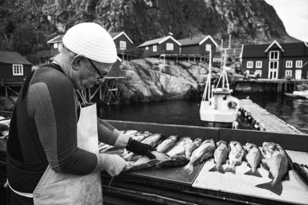 Pêcheur de retour d'une journée en mer dans les Îles Lofoten, Norvège. Format paysage.