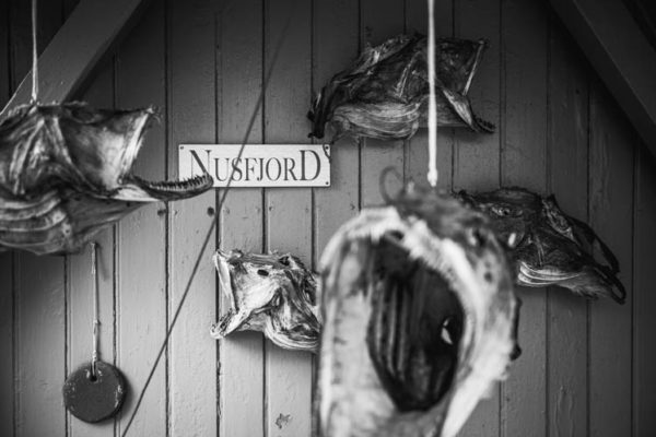 Poisson séché à l'entrée du village de pêcheurs, Îles Lofoten, Norvège. Format paysage.