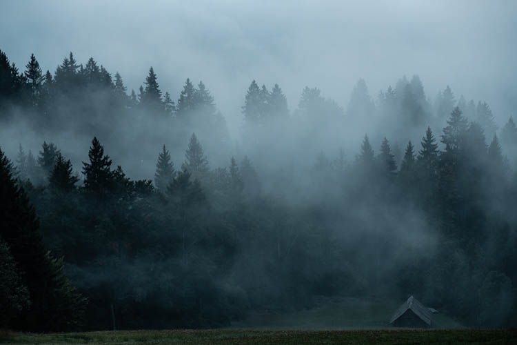 Forêt brumeuse, Slovénie. Format portrait.