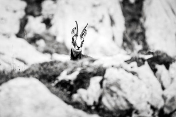 Chamois curieux dans le massif des Aravis, France. Format paysage.