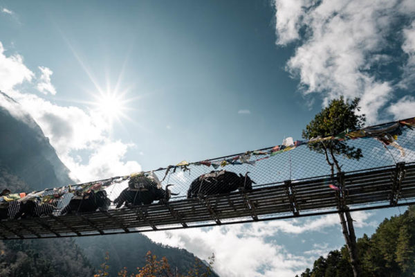 Passage de yaks sur une passerelle himalyenne, Népal. Format paysage.