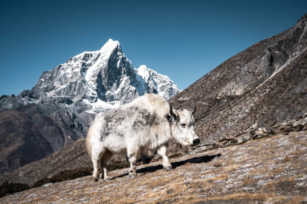 Yak posant devant un sommet himalayen, Népal. Format carré.