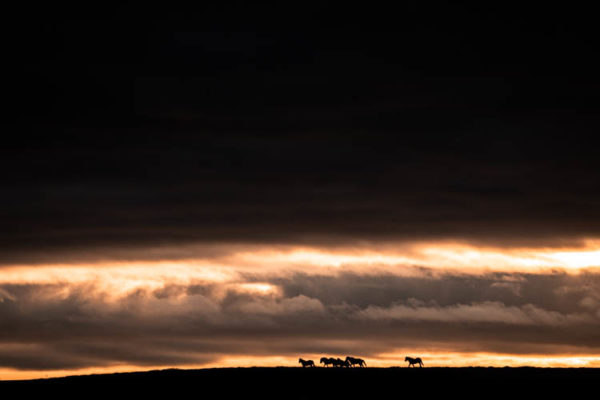 Groupe de chevaux islandais galopant sur une crête au lever du jour, Islande Format paysage