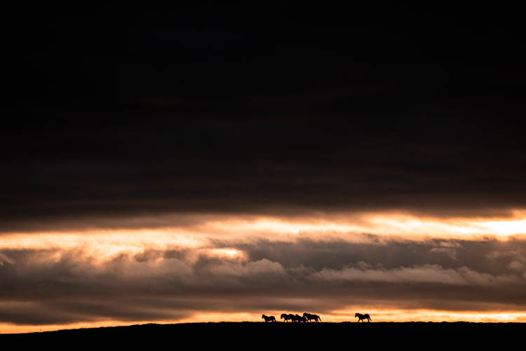 Groupe de chevaux islandais galopant sur une crête au lever du jour, Islande Format paysage