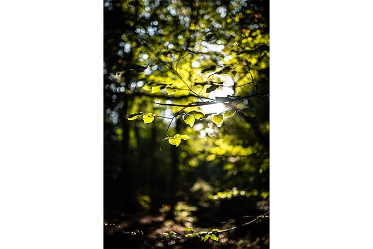Détail de feuille dans une forêt, Slovénie. Format portrait.