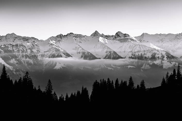 Fresque de conifères sur fond de sommets de l'Oberland, Suisse